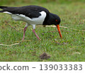 Eurasian Oystercatcher Standing on Grass 139033383
