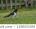 Eurasian Oystercatcher Standing on Grass 139033384