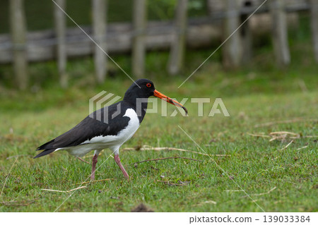 Eurasian Oystercatcher Standing on Grass Eurasian Oystercatcher Standing on Grass 139033384