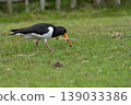 Eurasian Oystercatcher Standing on Grass 139033386