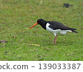 Eurasian Oystercatcher Standing on Grass 139033387