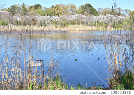 Meanuma paddy: Minami Nature Park Meanuma paddy: Minami Nature Park 139033578