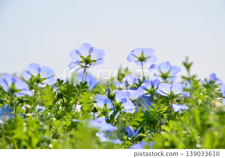 Nemophila 139033610