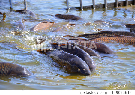 Carp gather in the shallow part of the pond 139033613