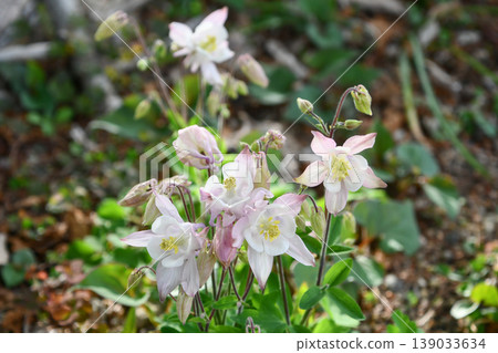Columbine Columbine 139033634