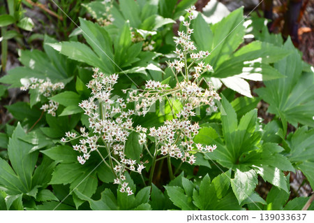 紅冠鶴花(Mukdenia rossii),又稱歐洲耬斗菜、耬斗菜或苧麻。 紅冠鶴花(Mukdenia rossii),又稱歐洲耬斗菜、耬斗菜或苧麻。 139033637