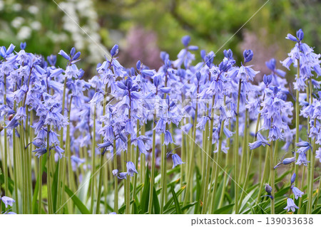 西班牙藍鈴花 西班牙藍鈴花 139033638