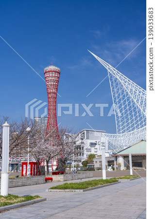 神戶港塔和美利肯公園的櫻花 139033683