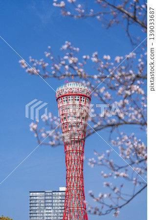 Kobe Port Tower and cherry blossoms at Meriken Park 139033687