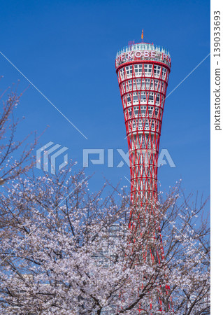 Kobe Port Tower and cherry blossoms at Meriken Park Kobe Port Tower and cherry blossoms at Meriken Park 139033693