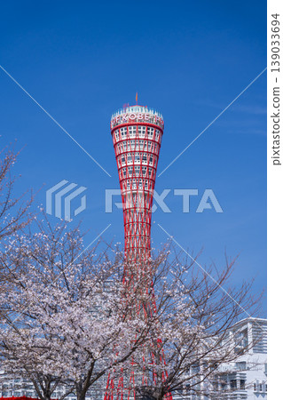 Kobe Port Tower and cherry blossoms at Meriken Park Kobe Port Tower and cherry blossoms at Meriken Park 139033694