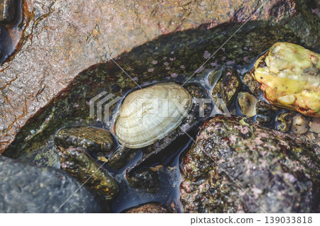 Intertidal Limpet Shell In Rock Pool Intertidal Limpet Shell In Rock Pool 139033818