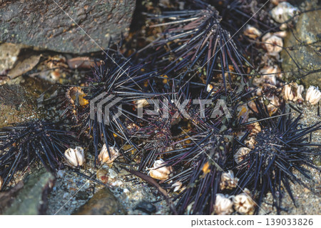 Intertidal Sea Urchins Among Coastal Rocks Intertidal Sea Urchins Among Coastal Rocks 139033826