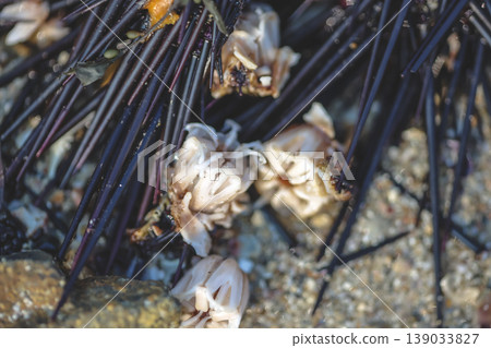 Intertidal Sea Urchins Among Coastal Rocks Intertidal Sea Urchins Among Coastal Rocks 139033827
