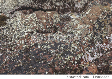 an Intertidal Barnacles Encrusting Coastal Rock an Intertidal Barnacles Encrusting Coastal Rock 139033836