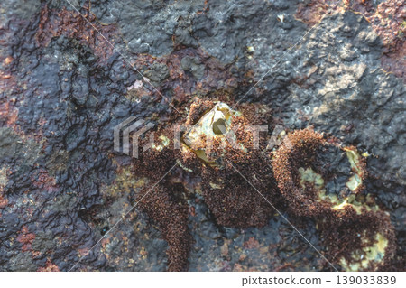 an Intertidal Barnacle Aperture Coastal Macro an Intertidal Barnacle Aperture Coastal Macro 139033839