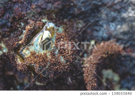 an Intertidal Barnacle Aperture Coastal Macro an Intertidal Barnacle Aperture Coastal Macro 139033840