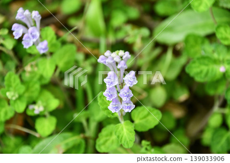 黃芩變種小葉 黃芩變種小葉 139033906