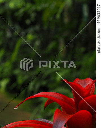 A macro lens captures the red leaf tips of a Guzmania tropical plant and a single drop of water about to drip off. A macro lens captures the red leaf tips of a Guzmania tropical plant and a single drop of water about to drip off. 139033917