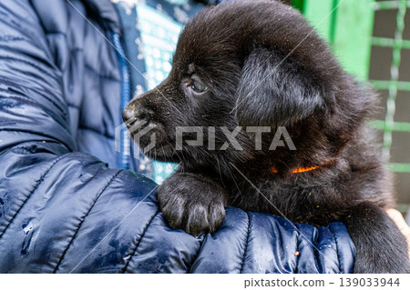 Puppy little dog in hands Puppy little dog in hands 139033944