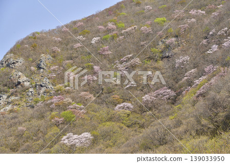 I photographed a mountain landscape in Matsumae Town, Hokkaido, in spring, where wild mountain cherry blossoms were in bloom. I photographed a mountain landscape in Matsumae Town, Hokkaido, in spring, where wild mountain cherry blossoms were in bloom. 139033950