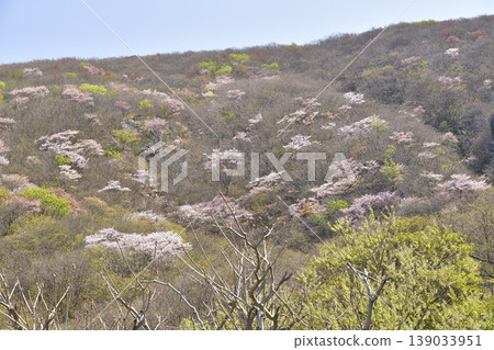 I photographed a mountain landscape in Matsumae Town, Hokkaido, in spring, where wild mountain cherry blossoms were in bloom. 139033951