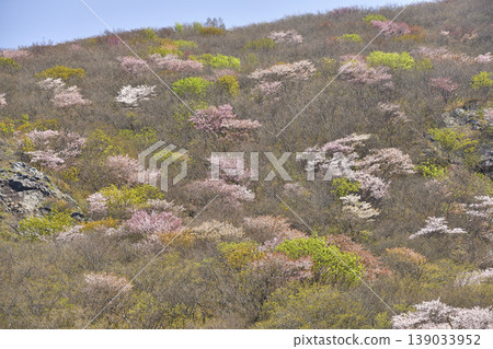 I photographed a mountain landscape in Matsumae Town, Hokkaido, in spring, where wild mountain cherry blossoms were in bloom. I photographed a mountain landscape in Matsumae Town, Hokkaido, in spring, where wild mountain cherry blossoms were in bloom. 139033952