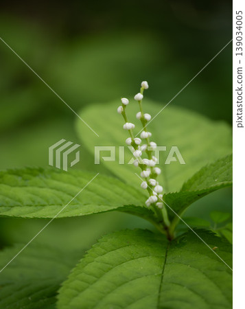 初夏時節，田野裡盛開著日本金盞花（Chloranthus japonicus）。 139034005