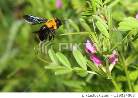 Bumblebees flitting around in search of the flowers of Vicia cracca (common vetch). Bumblebees flitting around in search of the flowers of Vicia cracca (common vetch). 139034008