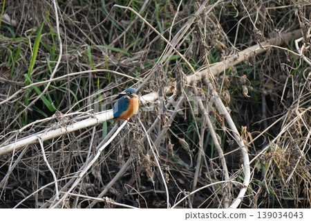 Kingfisher Kingfisher 139034043