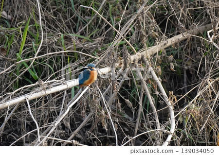 Kingfisher Kingfisher 139034050