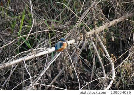 Kingfisher Kingfisher 139034089