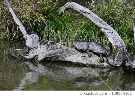 Green turtles basking in the sun together on driftwood in the pond. Green turtles basking in the sun together on driftwood in the pond. 139034102