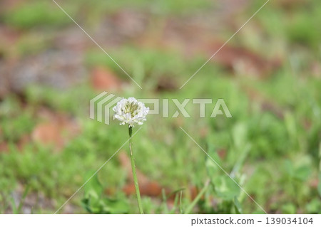 A lone white clover blooming in the field A lone white clover blooming in the field 139034104