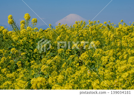 Mount Fuji, beautifully adorned with rapeseed blossoms. Mount Fuji, beautifully adorned with rapeseed blossoms. 139034181