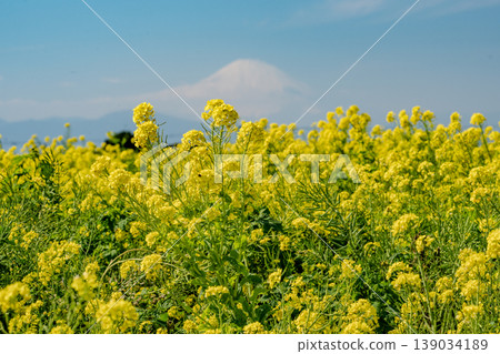 富士山上盛開著美麗的油菜花。 富士山上盛開著美麗的油菜花。 139034189