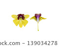 yellow flowers orchids arrangement flat lay postcard style in spring season  139034278