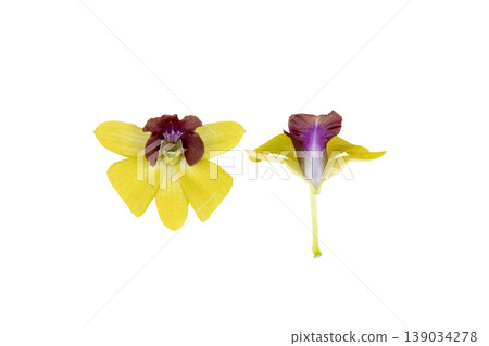 yellow flowers orchids arrangement flat lay postcard style in spring season  139034278