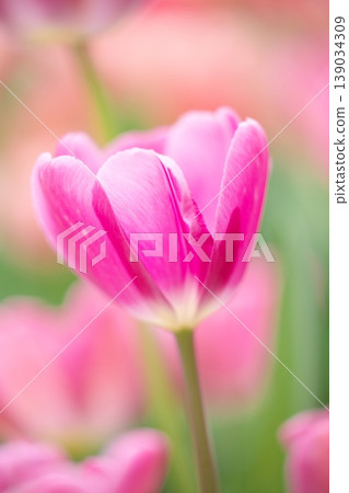 Tulips in full bloom in the park Tulips in full bloom in the park 139034309