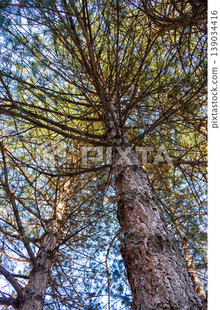Close-up of tall pine tree seen from ground level Close-up of tall pine tree seen from ground level 139034416