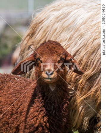 Close-up of a baby sheep with dark brown fleece peeking out from behind a larger Close-up of a baby sheep with dark brown fleece peeking out from behind a larger 139034450