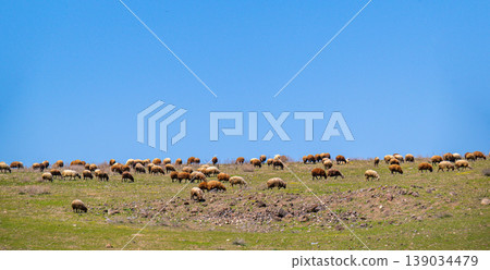 Sheep graze together on rolling green hillside under bright blue sky Sheep graze together on rolling green hillside under bright blue sky 139034479