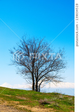 Lonely tree on green slope against bright blue sky Lonely tree on green slope against bright blue sky 139034519