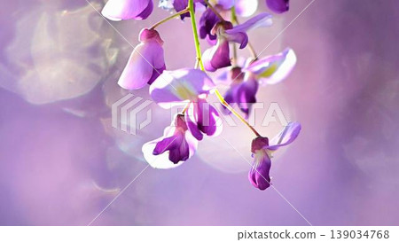 A close-up of the beautiful purple wisteria flowers. 139034768