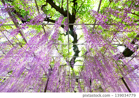 The beautiful Gomangoku wisteria at Okazaki Castle Park The beautiful Gomangoku wisteria at Okazaki Castle Park 139034779