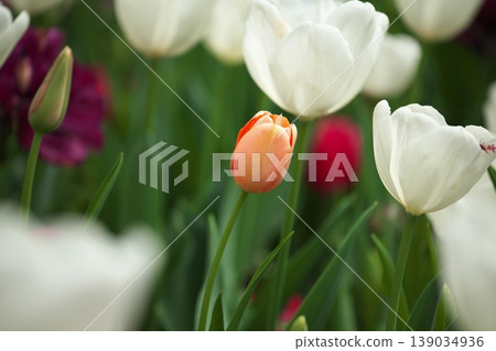 散發著春日芬芳的鬱金香花 散發著春日芬芳的鬱金香花 139034936