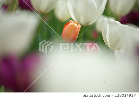 散發著春日芬芳的鬱金香花 散發著春日芬芳的鬱金香花 139034937