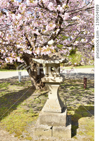 A photograph of the grounds of Matsumae Shrine in Matsumae Town, Hokkaido, in spring. 139034989