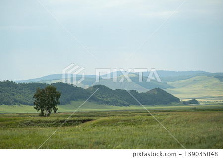 Lonely birch tree in vast green field with grassy hills and forest in the background. Lonely birch tree in vast green field with grassy hills and forest in the background. 139035048