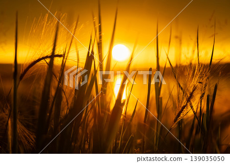 Orange sunset over water viewed through silhouettes of meadow grass. Orange sunset over water viewed through silhouettes of meadow grass. 139035050